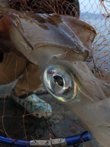 人生初アオリイカ！