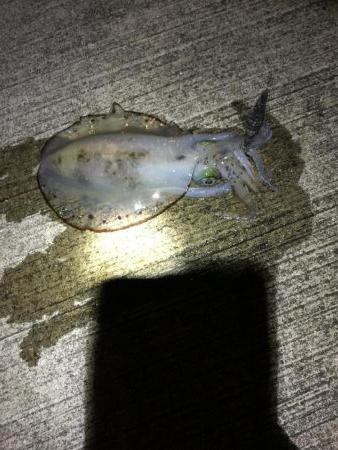 ボトム放置からの！