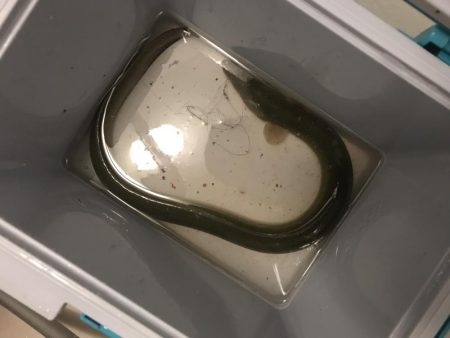 のんびりうなぎ釣り