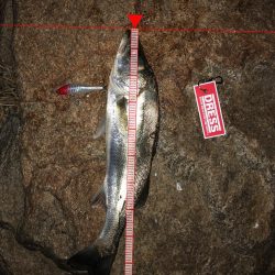 ランカー!と思いきや、、