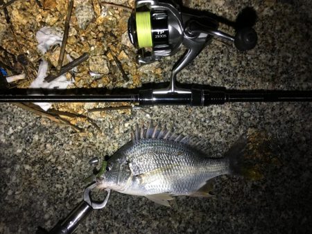 淀川チニング&持ち主探してます！