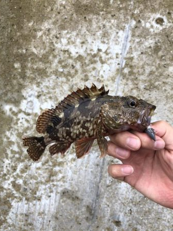 根魚とアジを求めて