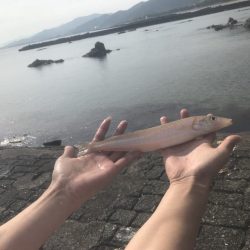 今期初 ボートでキス釣り