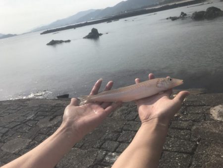 今期初 ボートでキス釣り