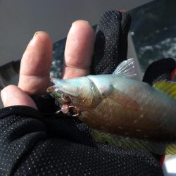 魚の活性が良い