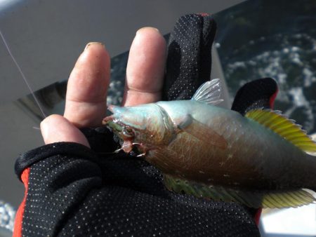 魚の活性が良い