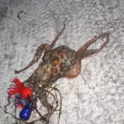 台風前タコ釣れた