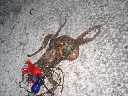 台風前タコ釣れた