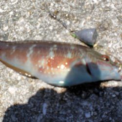 淡路島から明石港まで