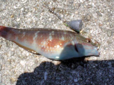 淡路島から明石港まで