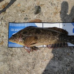 アイナメ大きい