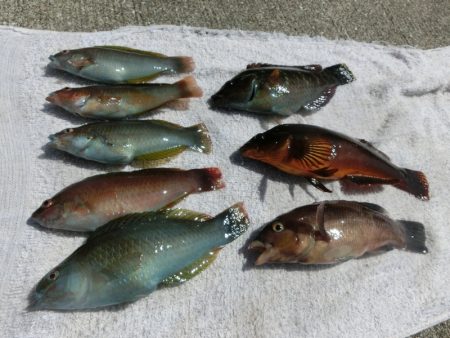 コブダイの幼魚