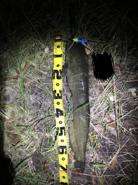 もはや日課のなまず