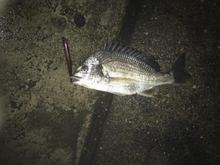 地震の影響は無さそう