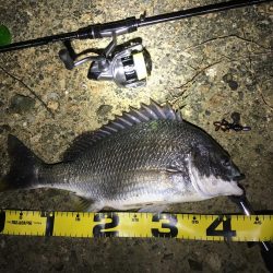 チニング 今年初の40オーバー