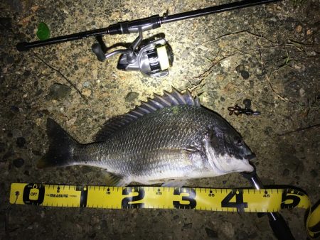 チニング 今年初の40オーバー