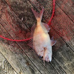 きらがわ漁場にて