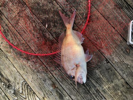 きらがわ漁場にて