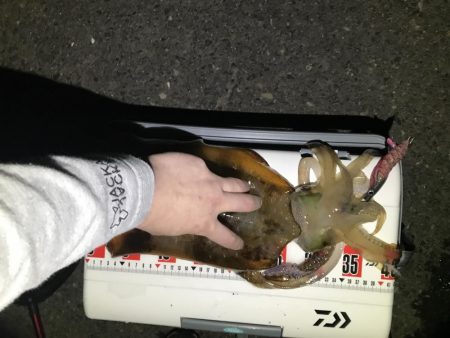 深夜～朝まづめのアオリ