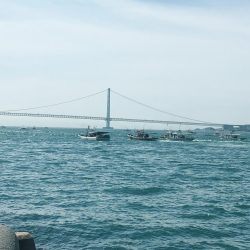 青物不発からのアオリ