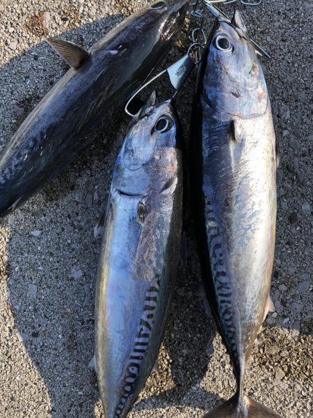 ショアジギング