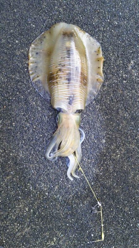 今年初のキロオーバー