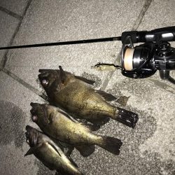 メバル トップゲーム