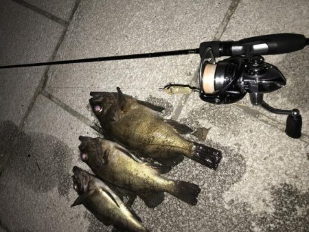 メバル トップゲーム