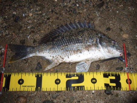 ２０１８ キビレ調査NO、１2