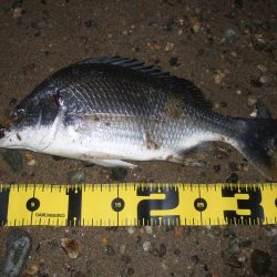 ２０１８ キビレ調査NO、１３