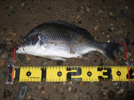 ２０１８ キビレ調査NO、１３