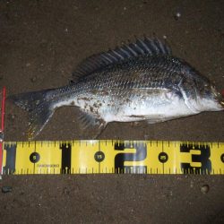 2018 キビレ調査NO、14