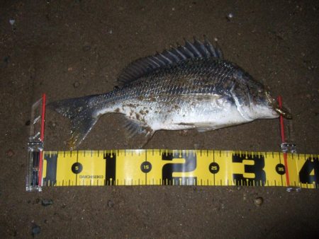 2018 キビレ調査NO、14