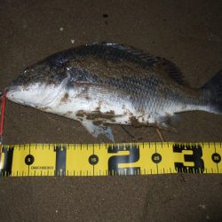 ２０１８ キビレ調査NO、１５