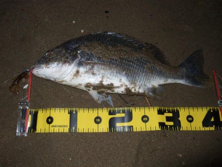 ２０１８ キビレ調査NO、１５