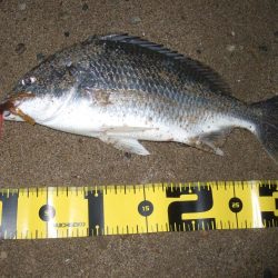 ２０１８ キビレ調査NO、１６