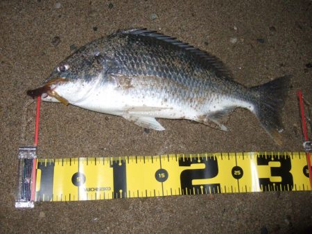 ２０１８ キビレ調査NO、１６