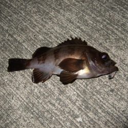 あわやボウズ(汗)