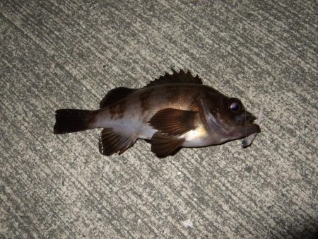 あわやボウズ(汗)