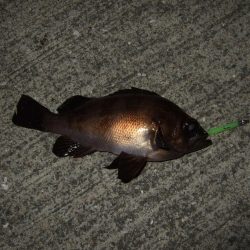 強風の中なんとか