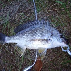 今日は活性高し