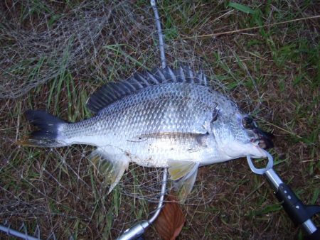 今日は活性高し