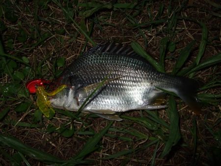 マイポイント活性高し