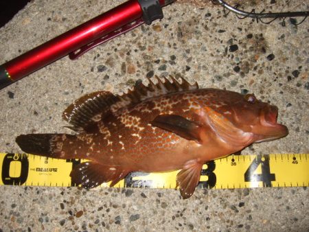 梅雨メバル釣行で豪華なゲストが登場