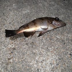 一ヶ月ぶりの釣り