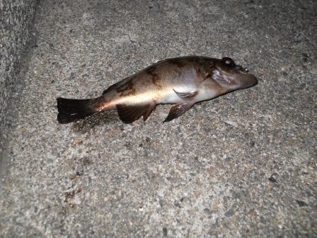 一ヶ月ぶりの釣り