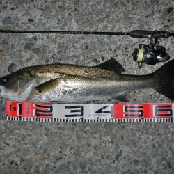 メバル狙ってシーバス