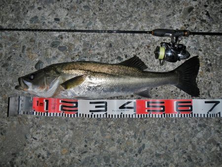 メバル狙ってシーバス