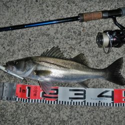 リバーシーバス