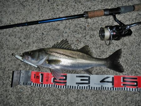 リバーシーバス